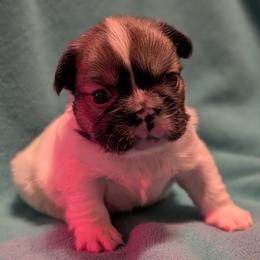Primo - Black and white male French Bulldog puppy in Battle Ground, Washington from Ferguson's Bulldogs