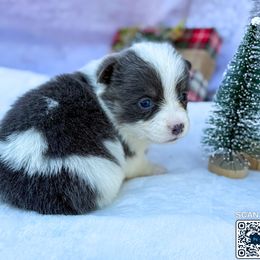 Mismark Bluie - Blue female Pembroke Welsh Corgi puppy in Nashville, Arkansas from Whisenhunt Farms