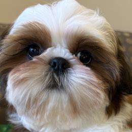 Girly Wonder - Red and white female Shih Tzu puppy in New York, New York from Falling Star