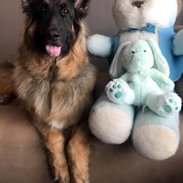 German Shepherd All Grown Up from Jane Dancosse's German Shepherds