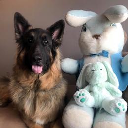 German Shepherd All Grown Up from Jane Dancosse's German Shepherds