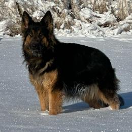 Trixie - German Shepherd