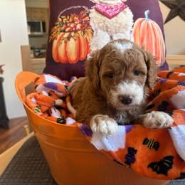 Foliage - Red  male Goldendoodle puppy in Chino Valley, Arizona from Bass Creek Doodles