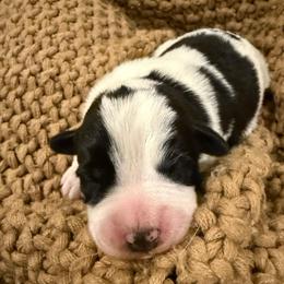 Domino Black and White Parti boy 1 - Parti male Labradoodle puppy in Churchill County Fallon, Nevada from Card Family Ranch