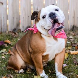 Magnolia - Bulldog