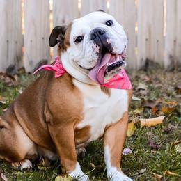 Magnolia - Bulldog