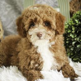 Elenor - Red  female Poodle puppy in Etna Green, Indiana from Perfect Match Poodles