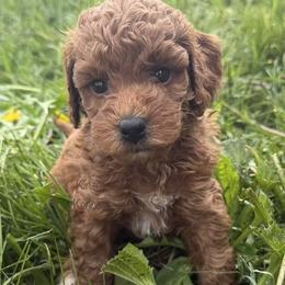 Rain - Red  female Goldendoodle puppy in De Pere, Wisconsin from Kinzor Kennels