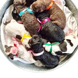 Aussiedoodle and Goldendoodle Puppies from Dandy Doodle Ranch