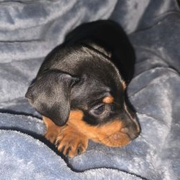 Cesar - Black and rust male Miniature Pinscher puppy in Stratford, Connecticut from NutMeg Min Pins