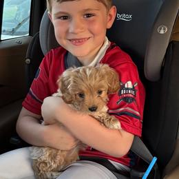 Cavapoo, Cockapoo, Goldendoodle, and Maltipoo Puppies from Perdue Puppies