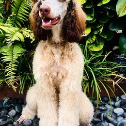 Goldendoodles and Poodles from Rolling Oak Doodles