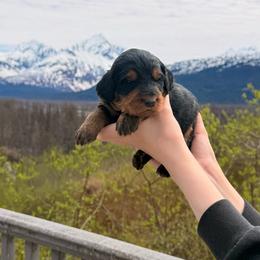 Black and Tan Girl - Phantom female Bernedoodle puppy in Anchorage, Alaska from Cascade Country Doodles