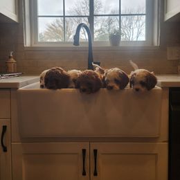 Cavapoo and Poodle Puppies from Salt Creek Doodles
