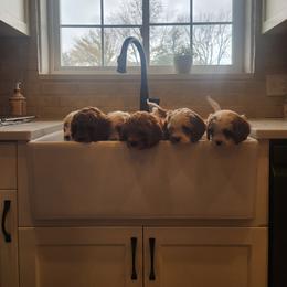 Cavapoo and Poodle Puppies from Salt Creek Doodles