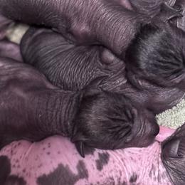Xoloitzcuintli from Marquez's Xoloitzcuintli