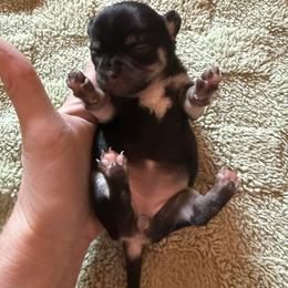 AKC Girl 2 - Black and tan female Chihuahua puppy in Anoka, Minnesota from Anoka County MN AKC Chihuahuas