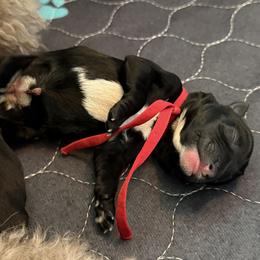 Red - Black female Schnoodle puppy in Saint Augustine, Florida from Gunnie Luv, LLC
