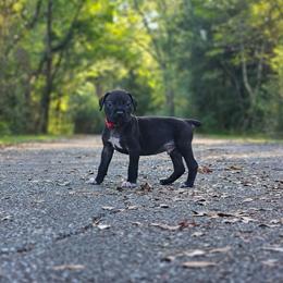 Smaug (Red Collar) - Black male Cane Corso puppy in Houston, Texas from Zenith Cane Corso