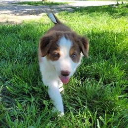 Snoopy - Red Border Collie puppy in Morgan, Texas from Shooting Star Ranch