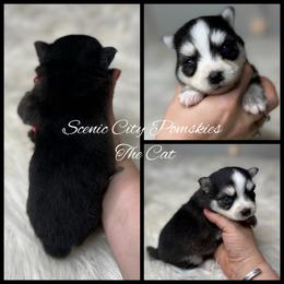 The Cat - Black and white male Pomsky puppy in Rossville, Georgia from Scenic City Pomskies