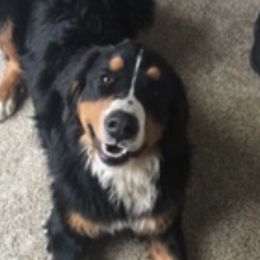 Leo - Bernese Mountain Dog