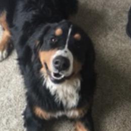 Leo - Bernese Mountain Dog