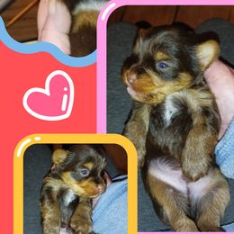 Yorkshire Terrier Puppies from York County Yorkies