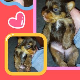 Yorkshire Terrier Puppies from York County Yorkies