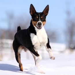 Australian Terriers and Rat Terriers from Seegmiller Standard Rat Terriers