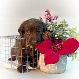 Mr Hopper - Chocolate male Labrador Retriever puppy in Isle, Minnesota from Dog Ear Outfitters