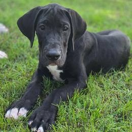 Black with white markings - Black and white male Great Dane puppy in Golconda, Illinois from Breken Great Danes