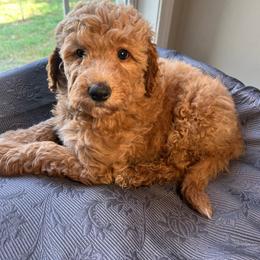 Helen - Apricot female Goldendoodle puppy in Clarksville, Tennessee from Golden Pine Designer Doodles