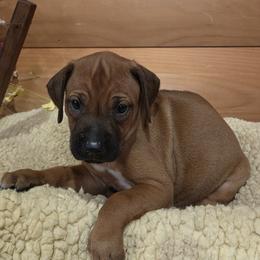 Kuja - Rd whtn blk nose male Rhodesian Ridgeback puppy in Gaffney, South Carolina from Circle D Farms