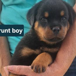 Boy 2 - Black and mahogany male Rottweiler puppy in De Witt, Iowa from Irish Eyes Kennels
