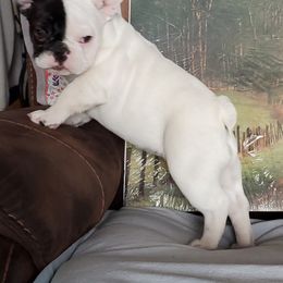 French Bulldog Puppies from BeYardCore Bullies