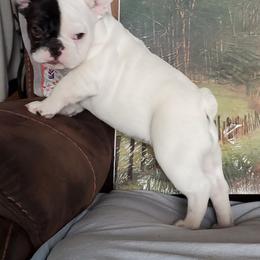 French Bulldog Puppies from BeYardCore Bullies