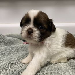 Girl 6 - Tricolor female Shih Tzu puppy in Maxwell, California from Suzie Q Shitzu’s