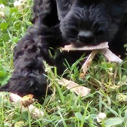 Goldendoodle Puppies from Hadie's Doodles