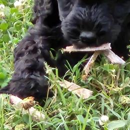 Goldendoodle Puppies from Hadie's Doodles
