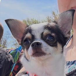 Charlie - Black and white male Chihuahua puppy in Denton, Maryland from Cajun Girl Kennels