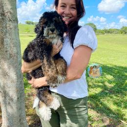 Aussiedoodle, Bernedoodle, Double Doodle, and Goldendoodle Puppies from Dandy Doodle Ranch