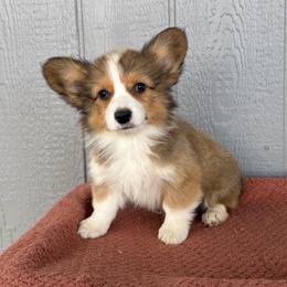 Pecos - Red male Pembroke Welsh Corgi puppy in Mc Cammon, Idaho from Sunny J Corgis and Mini Americans