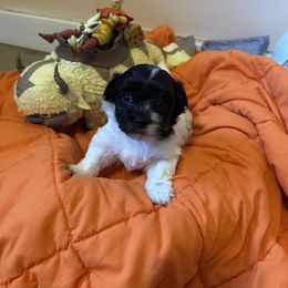 Chen - Black and white female Coton de Tulear puppy in Boise, Idaho from Avana cotons