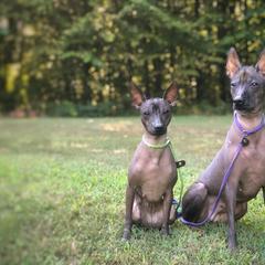 Xoloitzcuintli All Grown Up from Yadalanh Xoloitzcuintli