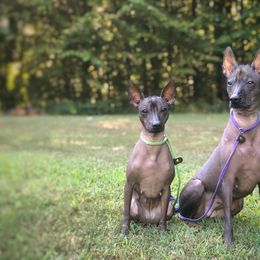 Xoloitzcuintli All Grown Up from Yadalanh Xoloitzcuintli