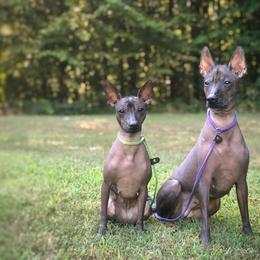 Xoloitzcuintli All Grown Up from Yadalanh Xoloitzcuintli