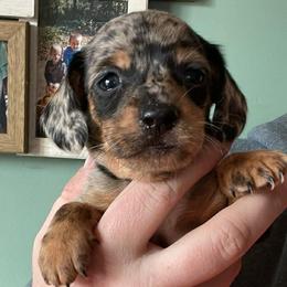 Sinatra - Dapple male Dachshund puppy in Industry, Illinois from KDKs Kennels