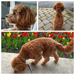 Cavapoo All Grown Up from Lone Pine Acres Cavapoo’s