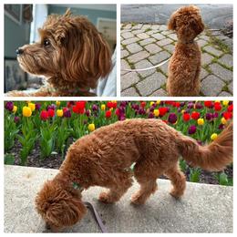Cavapoo All Grown Up from Lone Pine Acres Cavapoo’s